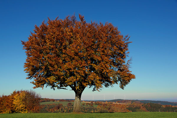 Ein Baum im Herbst