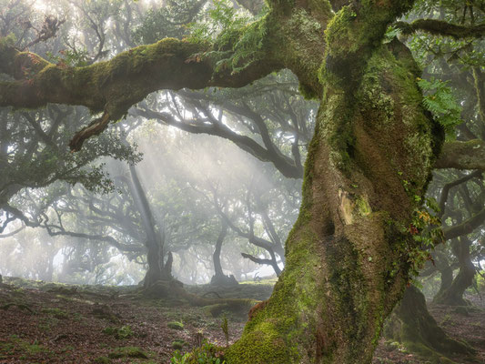 Fanal, Madeira