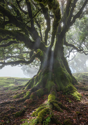 Fanal, Madeira