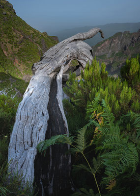 Pico Ruivo, Madeira