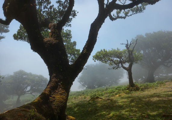 Fanal, Madeira