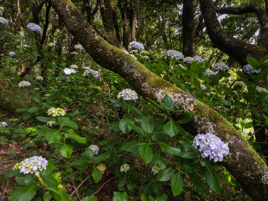 Madeira