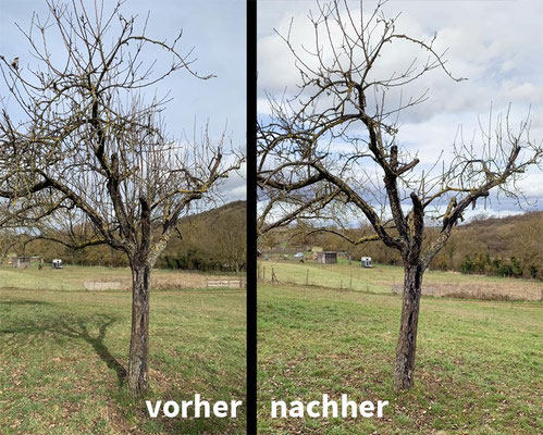Der Rote Bellefleur