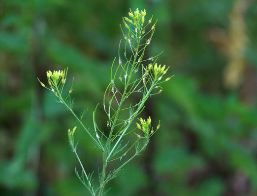 Sophien-Kraut (Besenrauke)
