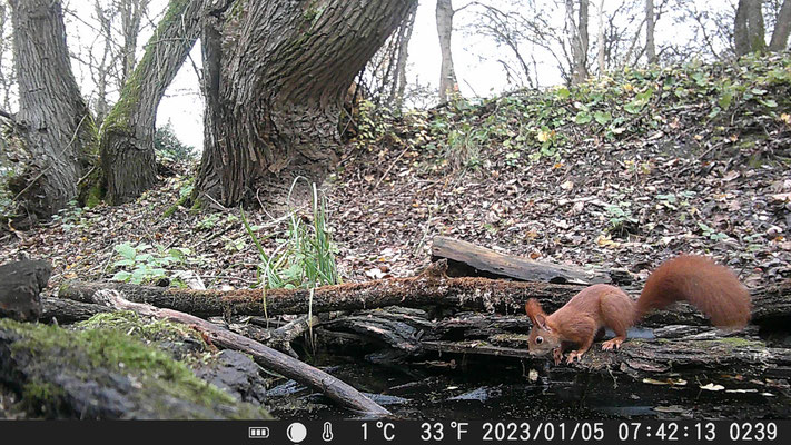 durstiges Eichhörnchen