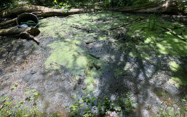 Juni 2024: Viel Wasser im Graben  Foto: L.Schaumberger