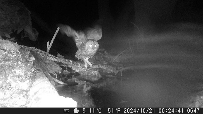 nächtlicher Besuch einer Schleiereule