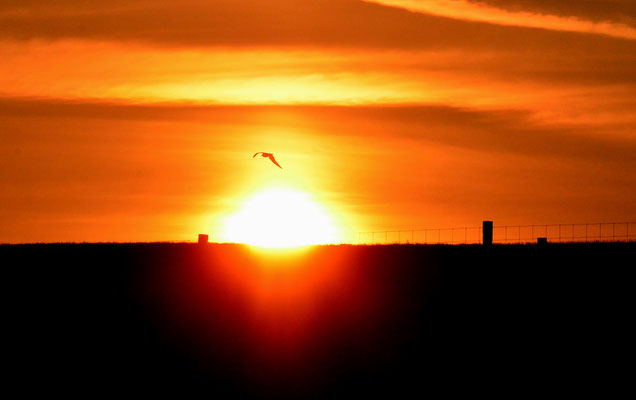 Sonnenaufgang hinterm Deich