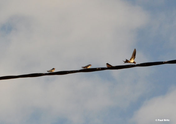 Rauchschwalben. Ein Altvogel mit drei Jungen.