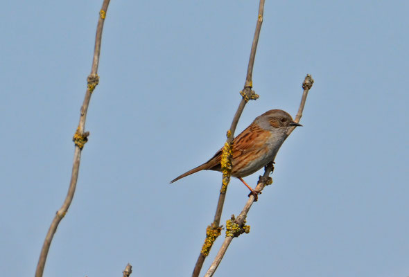 Heckenbraunelle (Prunella modularis)