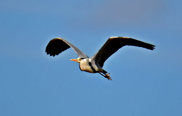 Fly free... Foto:© P. Britz