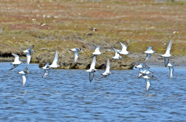 Alpenstrandläufer (Calidris alpina)