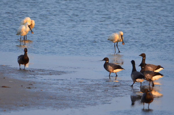 Löffler (Platalea leucorodia) und Ringelgans (Branta bernicla)