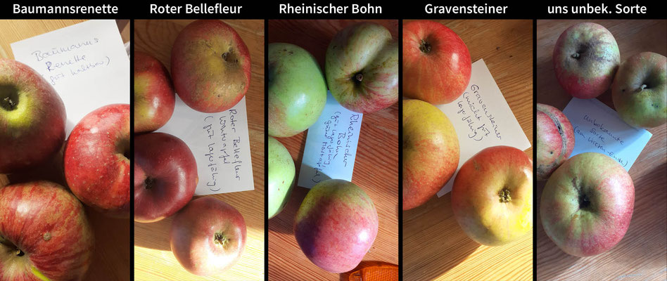 diese alten Sorten waren es (plus Stern- und Zabergäu-Renette) (C.Schwarz)