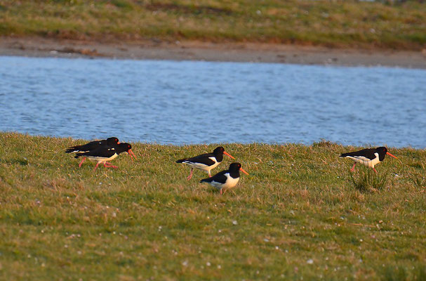 Austernfischer (Haematopus ostralegus)