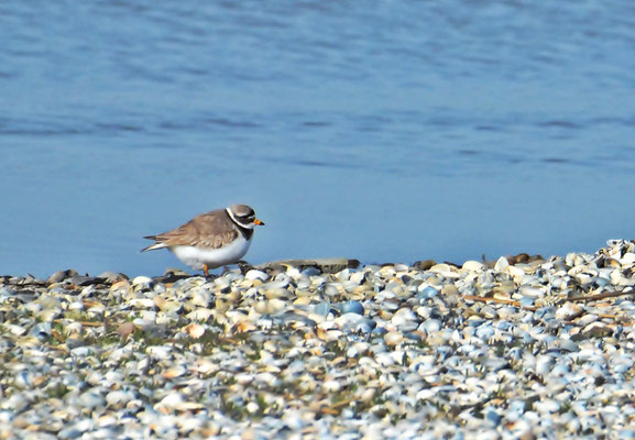 Sandregenpfeifer (Charadrius hiaticula)