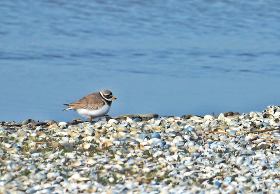 Sandregenpfeifer (Charadrius hiaticula)