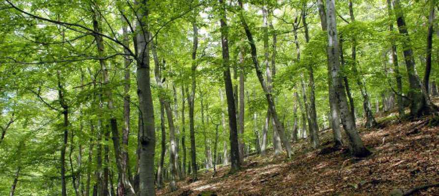 Buchenwälder - Quelle:  Nationalpark Kellerwald-Edersee