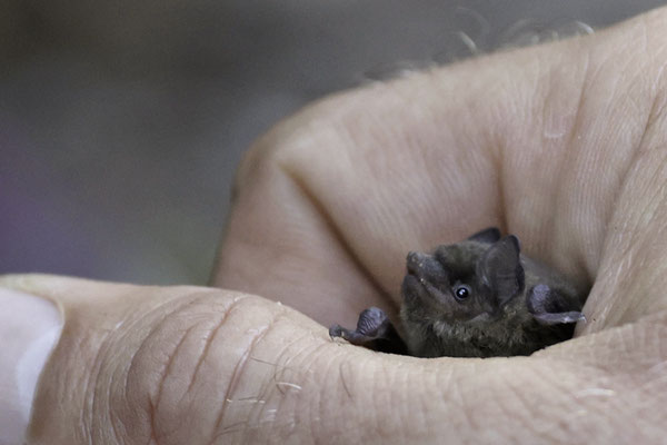 junge Mückenfledermaus
