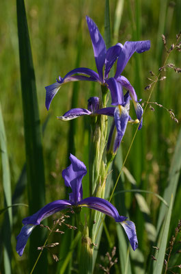 Wiesen-Schwertlilie (Iris spuria) - Stromtalwiesen am Oppenheimer Flugplatz Fotos: P. Britz