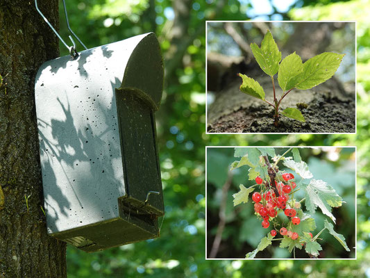 Fledermausunterkunft, Wildkirsche und Berg-Johannisbeere