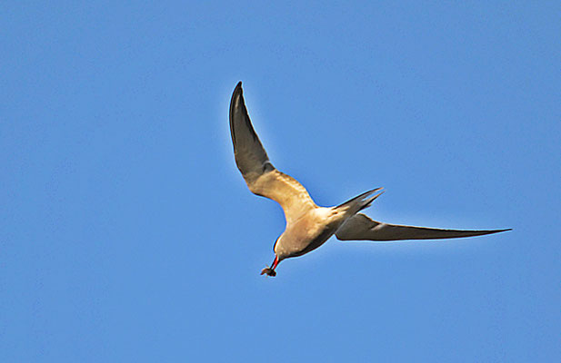 Fluss-Seeschwalbe (Sterna hirundo) mit Beute