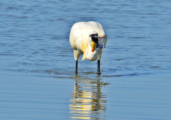 Löffler (Platalea leucorodia)