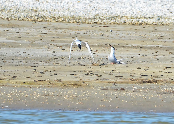 Fluss-Seeschwalbe (Sterna hirundo) Balzflug