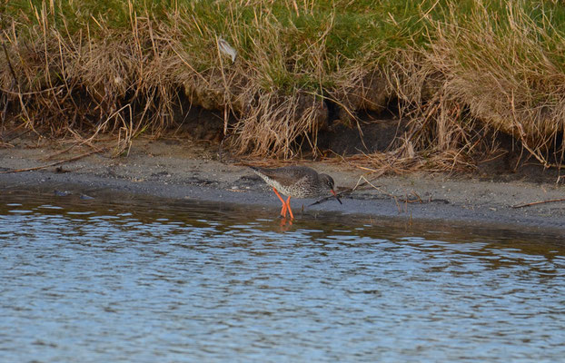 Rotschenkel (Tringa totanus)