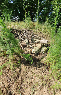 Wilde Kamille zwischen den Steinen