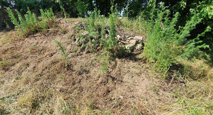 Alter Golfplatz - Zauneidechsenhabitat © P. Britz