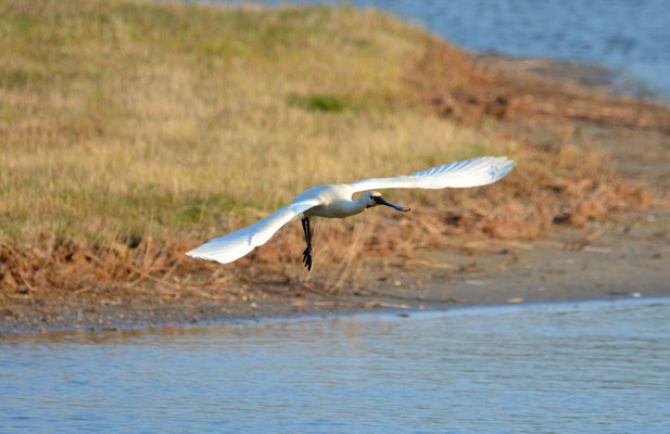 Löffler (Platalea leucorodia)