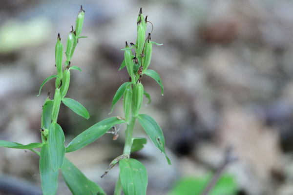 Breitblatt-Waldvöglein (Cephalanthera damasonium)