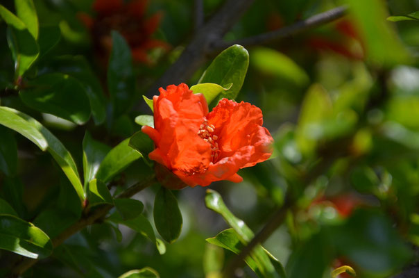 Blüte des Granatapfelbaumes