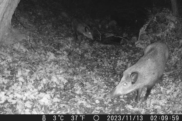 Wildschwein