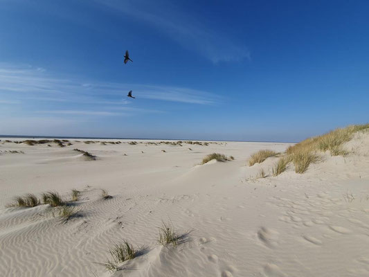 In den Dünen von Texel