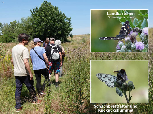 Insektenmagnet Ackerkratzdistel
