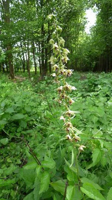 Breitblättrige Stendelwurz (Epipactis helleborine)