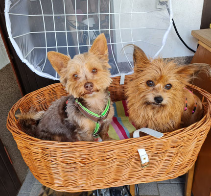 Toffee + Daisy