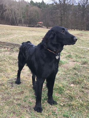 Cooper