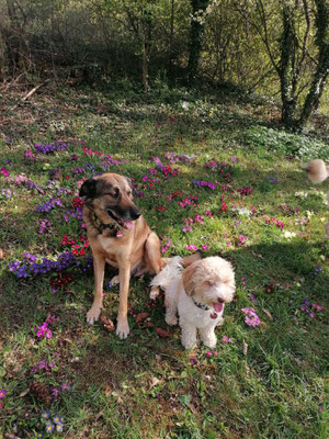 Tippo + Shadow
