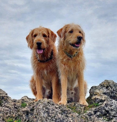 Sancho + Rocky