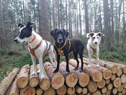 Lolly Melli und Nala