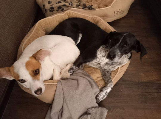 Nala und Joey