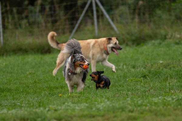 Gino, Cooper und Frida