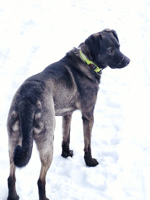 Serki