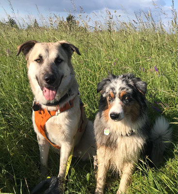 Gino + Cooper