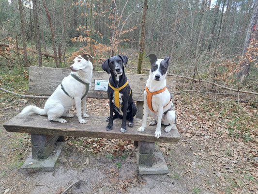 Nala, Melly + Lolly