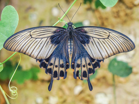 Un beau papillon bleu et gris aux ailes déployées