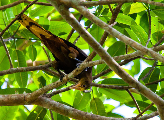 Russet-backed Oropendola (Psarocolius angustifrons) -- Peru / Centro De Rescate Taricaya